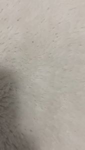 Sepatu Sneakers Wanita Kulit Import WJ001-1: Sepatu Wanita Kulit Sneakers Import Kulit Wanita Kekinian Import Free Box