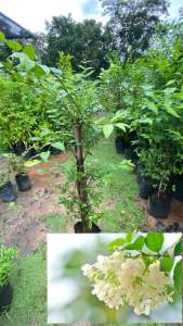 ต้นโมกดอกไม้สีขาวกลิ่นหอม ไซส์ 100-120 cm  สำหรับตกแต่งบ้านและสวนต้นแข็งแรงพร้อมปลูก