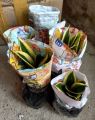Chậu lưỡi hổ sen mini, lưỡi hổ lùn, lưỡi hổ cao cây phong thủy. 