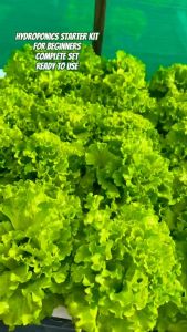 HYDROPONICS STARTER KIT D (LETTUCE SEEDS) - FOR BEGINNERS/READY TO USE/WITH MANUAL AND INSTRUCTIONS/KRATKY HYDROPONICS