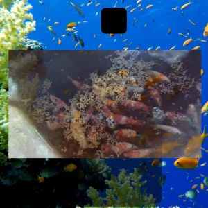 Cám cá cảnh mix 3 loại cám siêu hot cám tảo cám siêu đạm và artemia sấy khô hỗ trợ dinh dưỡng toàn diện cho cá nhà bạn Hộp Cám Cá 20 Gram 200 Gram 60 Gram Cám Granules Cho Cá Thủy Sinh - Lazada