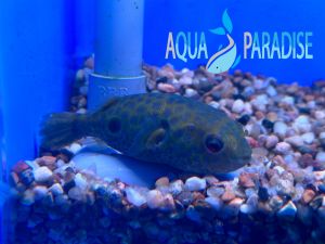 Target Puffer 红眼狗头