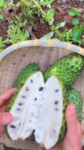 bibit sirsak madu jumbo
