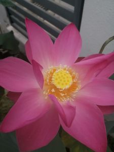 Single Petal Pink Lotus Seed