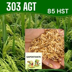 BENIH PADI SUPER 303 AGT KUALITAS UNGGUL 1 KG