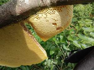 2lit mật ong khoái rừng tự nhiên thiên nhiên hoang dã nguyên chất