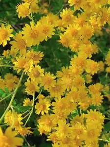 Hạt Giống Hoa Cúc Sao Băng CT459 - Gói 50 hạt