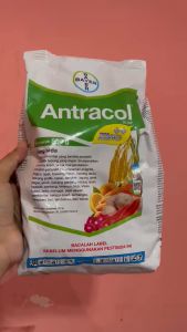 Antracol 70 WP Fungisida Kemasan 500gr