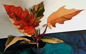 philodendron variegated caramel marble high variegation