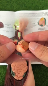 Real Look Half Body Human Model Science Education Torso Model Assembled Anatomy