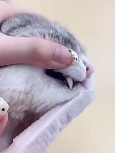 Khăn ướt lau răng vệ sinh răng miệng cho Chó Mèo chiết xuất từ lô hội hộp 55 miếng (mẫu mới) - Love pets shop