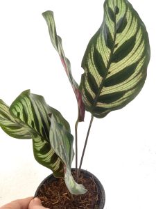 Calathea Makoyana Peacock BUY 2 TAKE 1