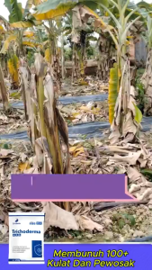 [SALE 2 Liter] Trichoderma Organik – Lawan Kulat & Serangga Kuatkan Akar Suburkan Tanah
