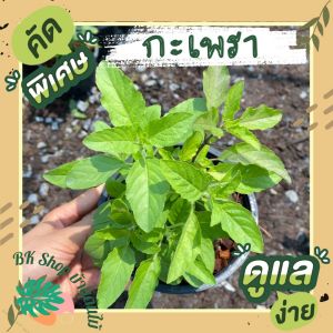 ต้นกะเพรา ส่งพร้อมกระถาง ถุงดำ6นิ้ว ผักออแกนิก ผักสวนครัว ผักสวนครัวปลูกง่าย ผักสวนครัวพร้อมปลูก