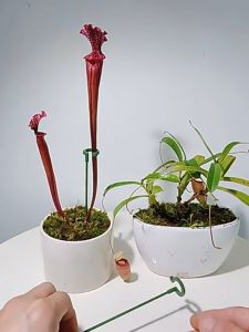 10 PCS Single Stem Plant Support Plant Potting Support Rods Stakes Bonsai Support Stand Garden Support Stake Ring for Phalaenopsis Orchid Flower Roses Amaryllis