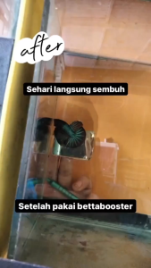 🇸🇬 GOBETTA ISHCO Channa Guppy Betta Fish Medicine Vitamin Treatment | Betta Booster Mineral Max Catappa Liquid Chlorine Stop