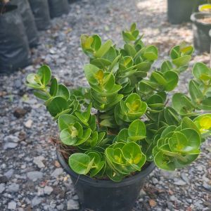 ต้นมหาเฮง หรือ ต้นหีบไม้งาม ในกระถาง 5.5นิ้ว ต้นไม้มงคล