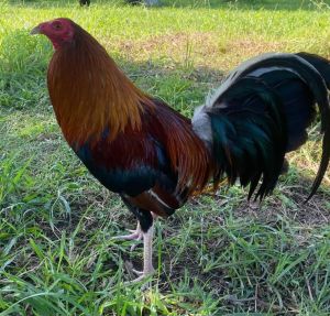 TRẠI GÀ THÀNH ĐÔNG LONG AN . TRỨNG GÀ GIỐNG LỚN KÝ  .10 TRỨNG GÀ NÒI ẤP NỞ CON GIỐNG . TẶNG THÊM 02 TRỨNG .