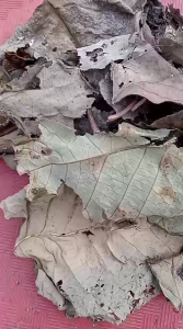 Daun Bintinu Kering / Obat Herbal Daun Bintinu Kering Alami