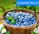 BLUEBERRYTREE.PH