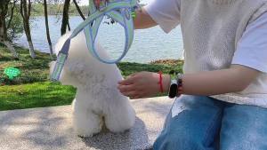 Dây Xích Chó Mới Xuyên Biên Giới