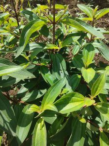 jual daun senggani atau harendong bokor 100 gram 15000