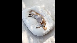 P&C Super Soft Pet Bed With Removable Cover Comfy Soft Washable Pet Bed Katir Kucing Lembut Selesa 宠物超软狗猫床