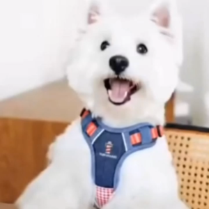 Tuffhound Harness Adventurer series สายรัดอกสุนัข พรีเมี่ยม