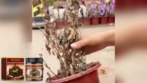Soil Activator Effectively Accelerating Plant Development Improving Soil Structure Optimize Nutrient Absorption Soil Conditioner