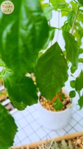 Lá thảo dược xông hơi toàn thân 1 set ( Lá xông thảo mộc tăng sức đề kháng phục hồi sức khỏe) Thảo Dược Sấy Khô 100G - Lazada