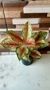 aglonema swet dream daun 7 +8+9+10+11+++