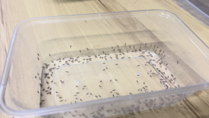 Live Pinhead Crickets Fresh High Protein Feed for Small Fish Bird Reptiles Locally Farmed in Singapore Same / Next Day Delivery