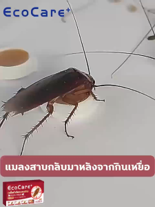 👍10ปีไม่มีแมลงสาบ👍 ยาฆ่าแมลงสาบ ที่กำจัดแมงสาบ กำจัดแมลงสาบ ยากำจัดแมลงสาบ(ซื้อ 1 แถม 1 เพียงแปะ ง่ายและสะดวกสบาย แมลงสาบตายทั้งรังเพราะโดนวางยาพิษ)ไล่แมลงสาบ ที่ดักแมลงสาบ cockroaches killer ฆ่าแมลงสาบ แมลงสาบ กำจัด เหยื่อกำจัดแมลงสาบ เจลกำจัดแมลงสาบ