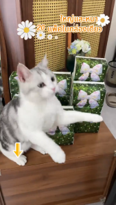 【20 pcs】Botare  Tissues Paper  Household– 4-Ply Soft and Thick Facial Tissue Paper 400 Sheets Each