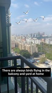 【24 hours delivery】Better to use than bird spikes Ultrasonic bird repellent AI chip Intelligent frequency conversion pigeons repellent penghalau burung merpati 360° eviction High frequency resonance sound waves crow repellent 智能驱鸟神器 赶鸟神器