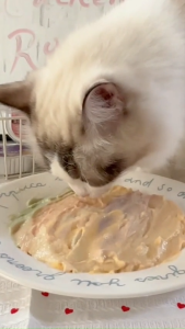 PawsLife Pet cat Wet Food Cat Wet Canned Pet Treats Rainbow 3 Color Paste Cup