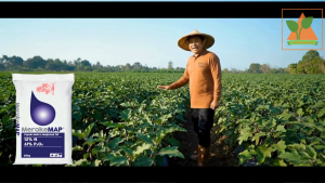 Meroke Map 1 Kg Pupuk Mono Ammonium Phosphate Untuk AB Mix Hidroponik