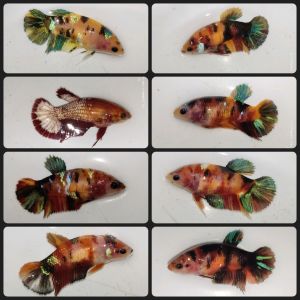 RBG (🔥 READYSTOCK / NO REQUEST 🔥) IKAN LAGA BETTA FISH FEMALE CANDY MULTICOLOUR AOC KOI GALAXY FANCY AOC PATTERN SHOWGRADE & HIGHGRADE RANDOM PICK ASSORTED