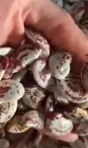 Đậu Ngự Khô Thuần Tự Nhiên Loại 1