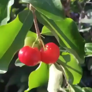 Bibit Cherry Vietnam Asli Bergaransi