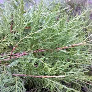 Chongqing Wild Flat Cypress Leaf Black Hair Smoked Sausage Fresh Side Cedar Branch Pine Cypress Decoration Agricultural Products