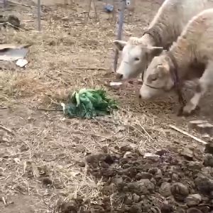 Electric Fence Solar Energizer Pagar Elektrik Kebun 10KM 3 Joule DC 12V Animal Husbandry Electric Fence With Alarm