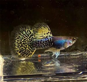 Yellow Dragon Halfmoon Guppy Pair Ready Breed