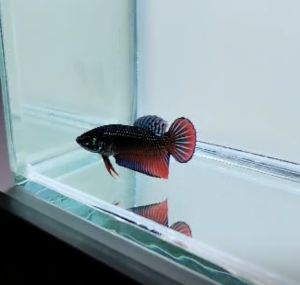 ORI IMBELLIS WILD BETTA / RANDOM PICK / IKAN LAGA