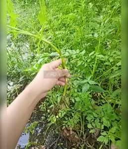 Combo 10 Cây rau cần nước giống - Cần ta giống - Cần ống giống (cây cao 20-30cm)