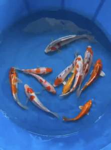 JAPAN KOI LOCAL BREED SPECIAL SELECTION GRADE 5-6” 11pcs COMBO at 1088 + shipping 50