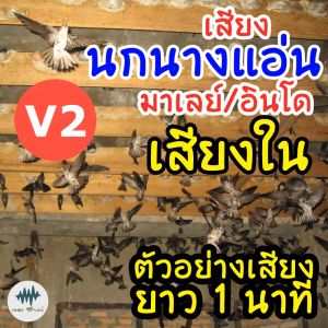 เสียงนกนางแอ่นมาเลย์อินโด (เสียงใน) V.2 เมม/แฟลชไดร์ฟเสียงนกนางแอ่น มีเก็บเงินปลายทาง ชัดแจ๋ว เข้าไว100% ไม่มีโฆษณาแทรก (MP3 เสียงต่อสัตว์)