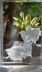 MOLLY PLATINUM BALLON LYRETAIL BLUE EYES