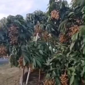 BERBUNGA...Bibit Kelengkeng New Kristal Kondisi sudah BERBUNGA