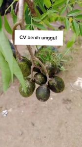 Bibit Kedondong Jumbo Kondisi Sudah Berbuah